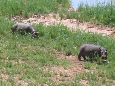 Parc Kruger, hippopotames