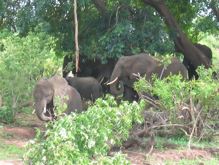 Chobe National Park - éléphants