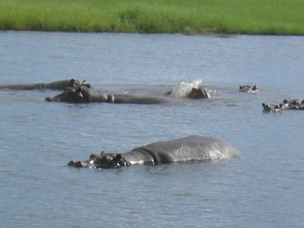 Chobe National Park - hippopotames