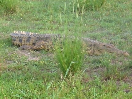 Chobe National Par - crocodile
