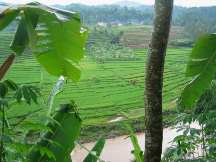 Dieng Plateau, rizières