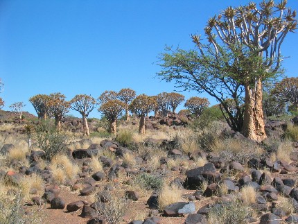 Désert du Namib, Quivertree Forest
