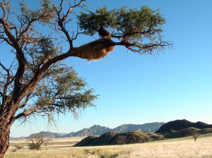 Désert en Namibie Désert en Namibie